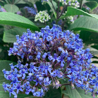 Evergreen Hydrangea (Dichroa versicolor)