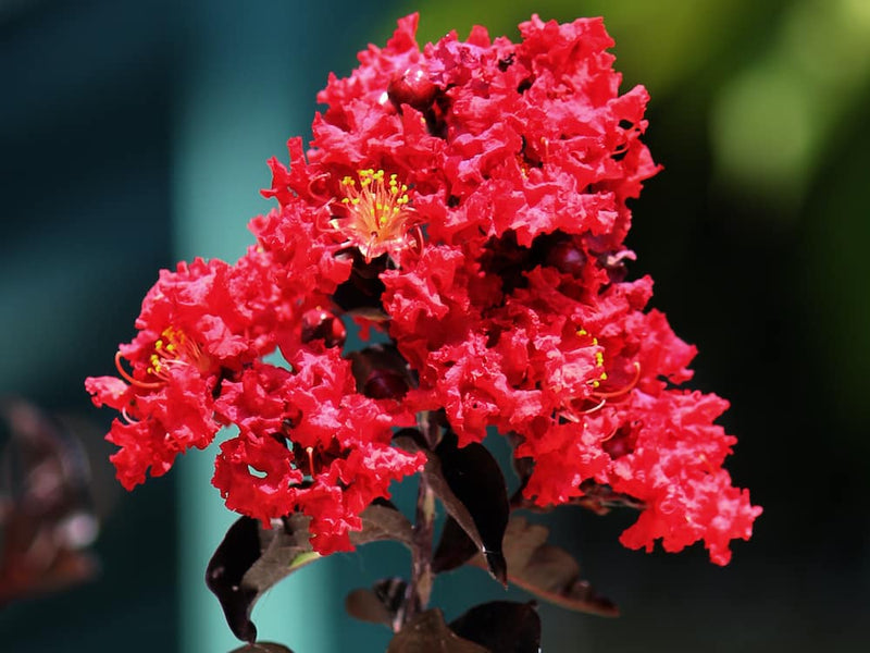Crepe Myrtle Diamonds in the Dark Crimson Red (Lagerstroemia)