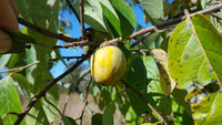 Common Persimmon (Diospyros virginiana)