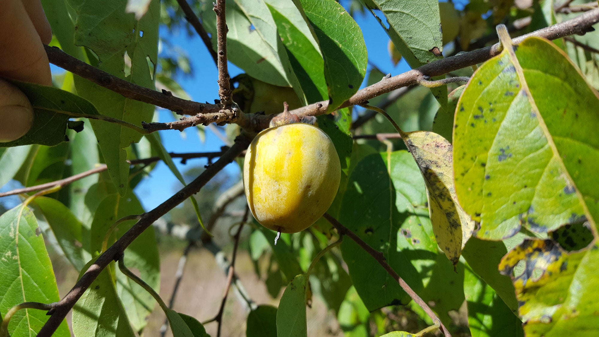 Common Persimmon (Diospyros virginiana) - Ladybird Nursery