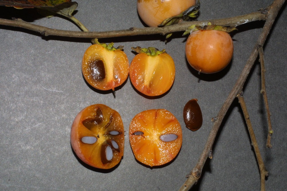 Common Persimmon (Diospyros virginiana)