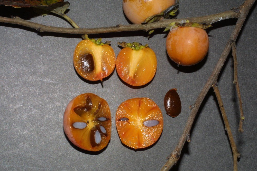 Common Persimmon (Diospyros virginiana) - Ladybird Nursery