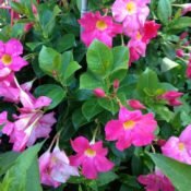 Bougainvillea Crimson Jewel (Bougainvillea glabra) - Ladybird Nursery