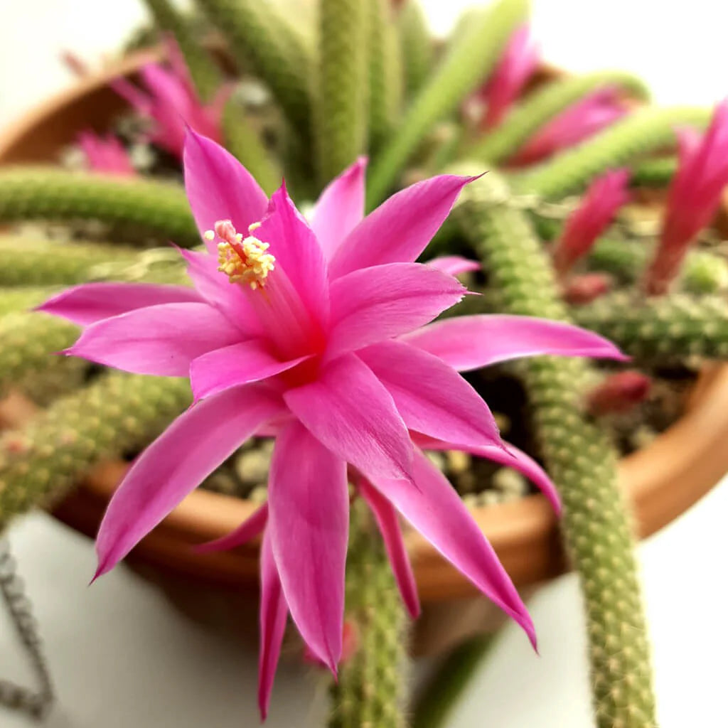 Rat Tail Cactus (Disocactus flagelliformis)