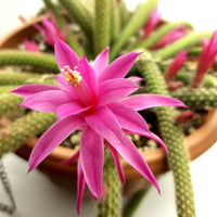 Rat Tail Cactus (Disocactus flagelliformis)