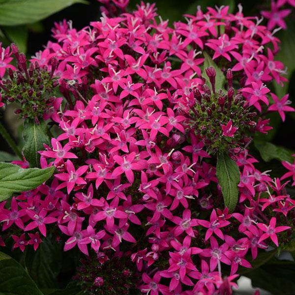 Pentas Starcluster Violet
