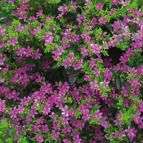 Cuphea Pink (Cuphea spp.)