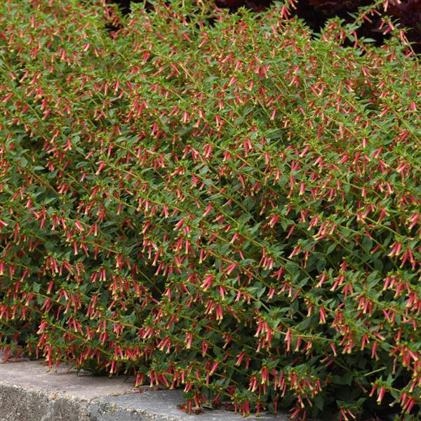 Cuphea (Cuphea Honeybells)