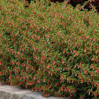 Cuphea (Cuphea Honeybells)