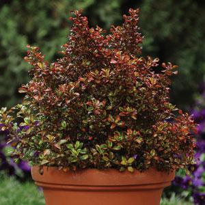 Coprosma Tequilla Sunrise