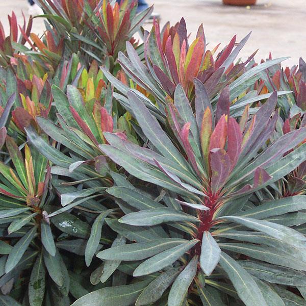 Blackbird Spurge (Euphorbia characias)