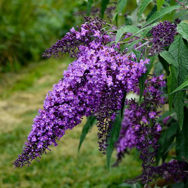 Butterfly Bush Mauve (Buddleja spp.) - Ladybird Nursery