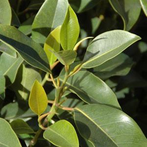 Figaro (Ficus obliqua)