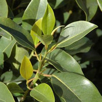 Figaro (Ficus obliqua)
