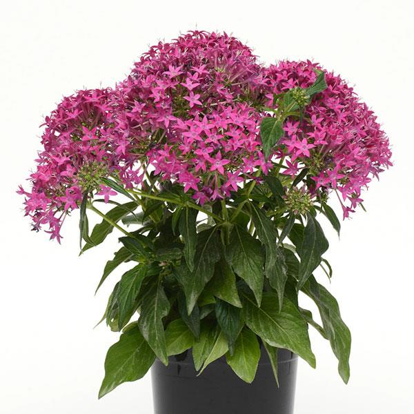 Pentas Starcluster Violet
