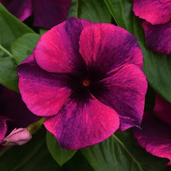 Periwinkle Tattoo™ Mix (Vinca)