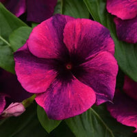 Periwinkle Tattoo™ Mix (Vinca) - Ladybird Nursery