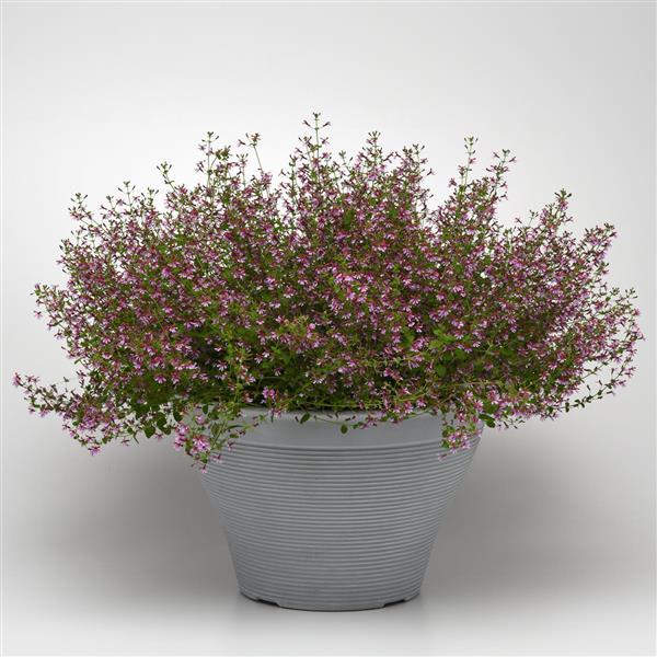 Cuphea Pink (Cuphea spp.)