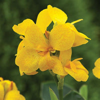 Canna South Pacific Lemon (Canna)