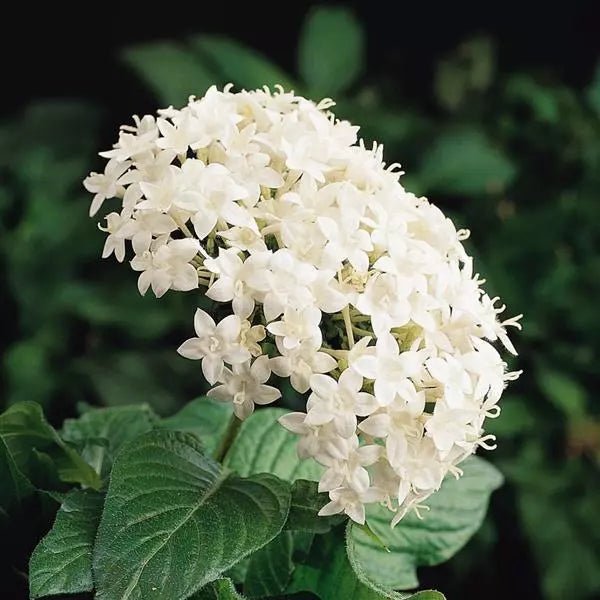 Pentas Starcluster White - Ladybird Nursery