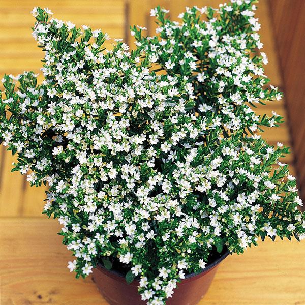 Cuphea White (Cuphea mexicana) - Ladybird Nursery