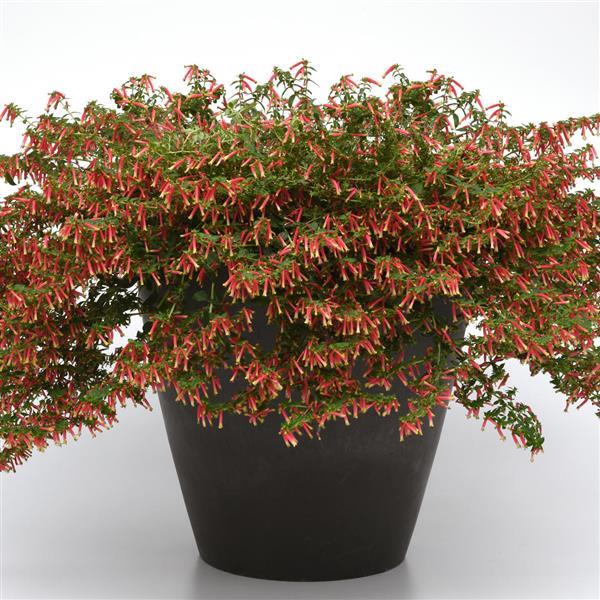 Cuphea (Cuphea Honeybells)