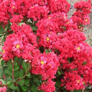 Crepe Myrtle Enduring Summer Red (Lagerstroemia x) - Ladybird Nursery