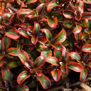 Coprosma Tequilla Sunrise - Ladybird Nursery