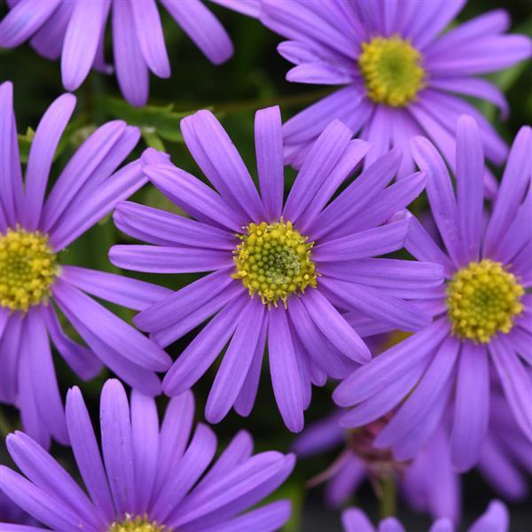 Swan River Daisy Brasco Violet (Brachyscome angustifolia)