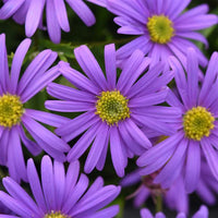 Swan River Daisy Brasco Violet (Brachyscome angustifolia) - Ladybird Nursery