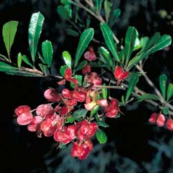 Hop Bush (Dodonaea viscosa)