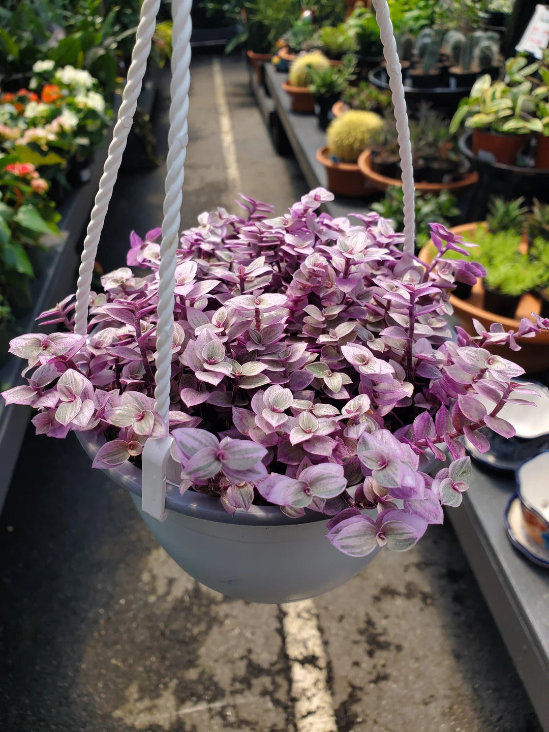 Turtle Vine Pink Panther (Callisia repens)