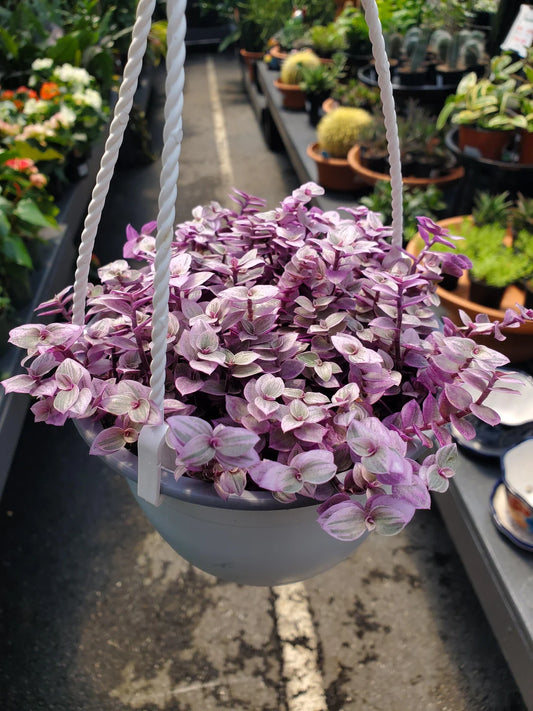 Turtle Vine Pink Panther (Callisia repens)
