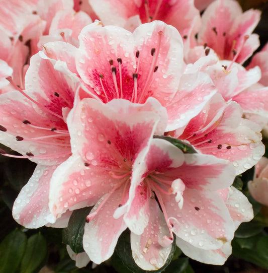 Azalea indica Dogwood