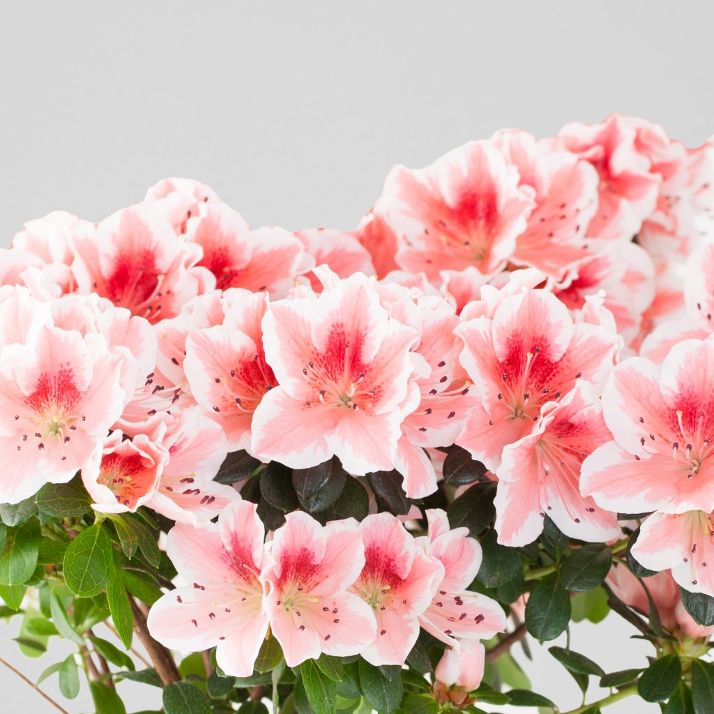 Azalea indica Dogwood - Ladybird Nursery