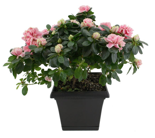 Azalea indica Avenir