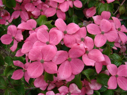 Dogwood 'Radiant Rose' (Cornus kousa) - Ladybird Nursery