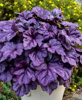 Heuchera Apricot (Heuchera spp.) - Ladybird Nursery