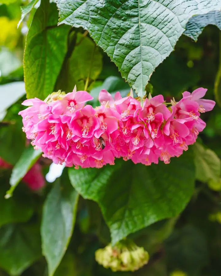 Tropical Hydrangea Pink (Dombeya wallichii)