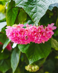 Tropical Hydrangea Pink (Dombeya wallichii)