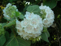 Tropical Hydrangea White (Dombeya wallichii)