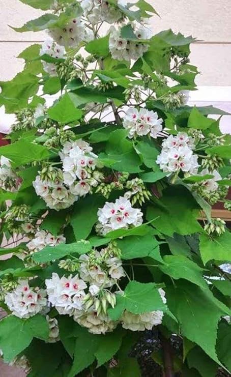 Tropical Hydrangea White (Dombeya wallichii) - Ladybird Nursery