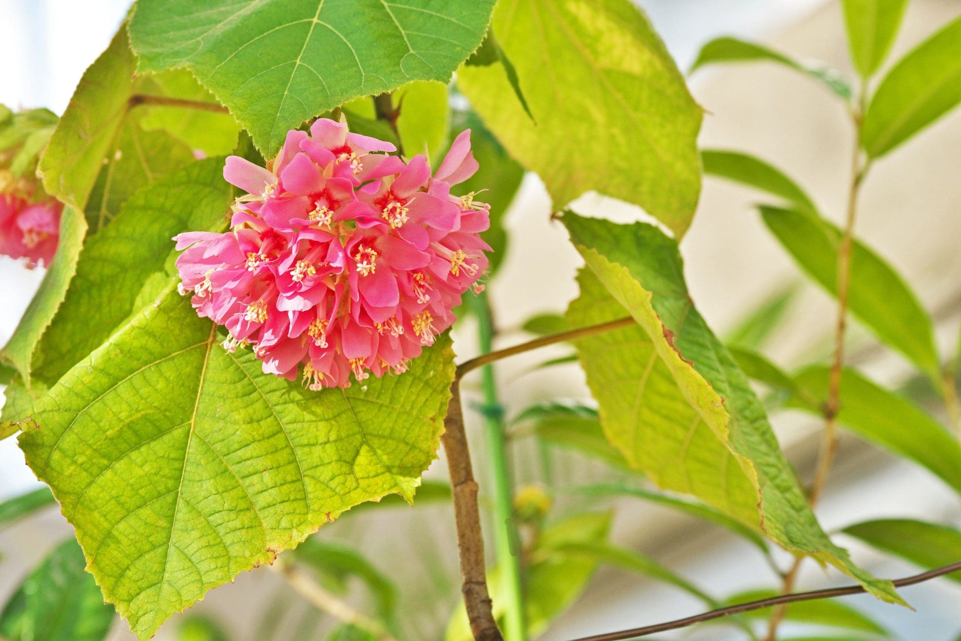 Tropical Hydrangea Pink (Dombeya wallichii)