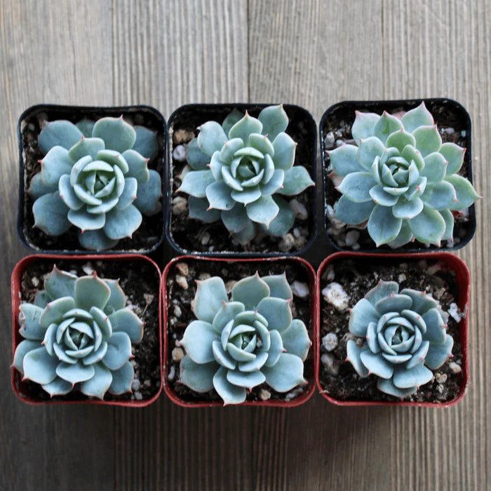 Hens and Chicks (Echeveria Domingo) - Ladybird Nursery