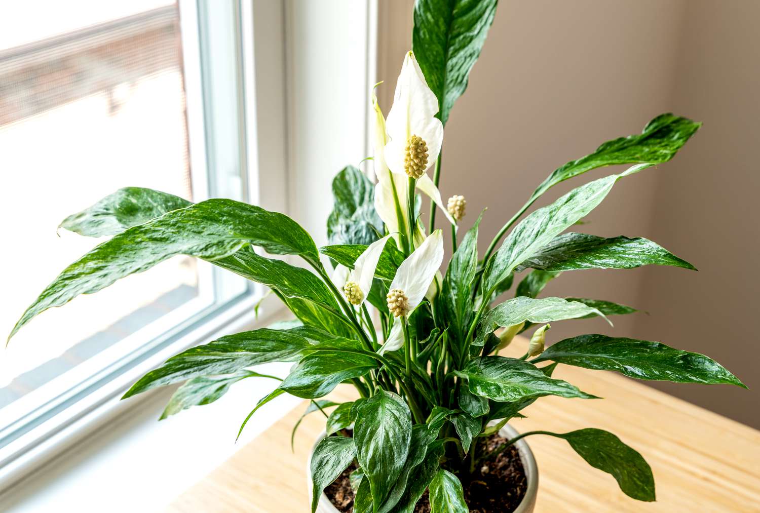 Peace Lily Domino Variegated (Spathiphyllum)