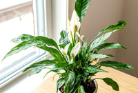 Peace Lily Domino Variegated (Spathiphyllum) - Ladybird Nursery