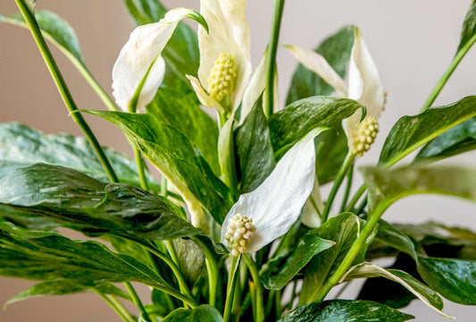 Peace Lily Domino Variegated (Spathiphyllum) - Ladybird Nursery