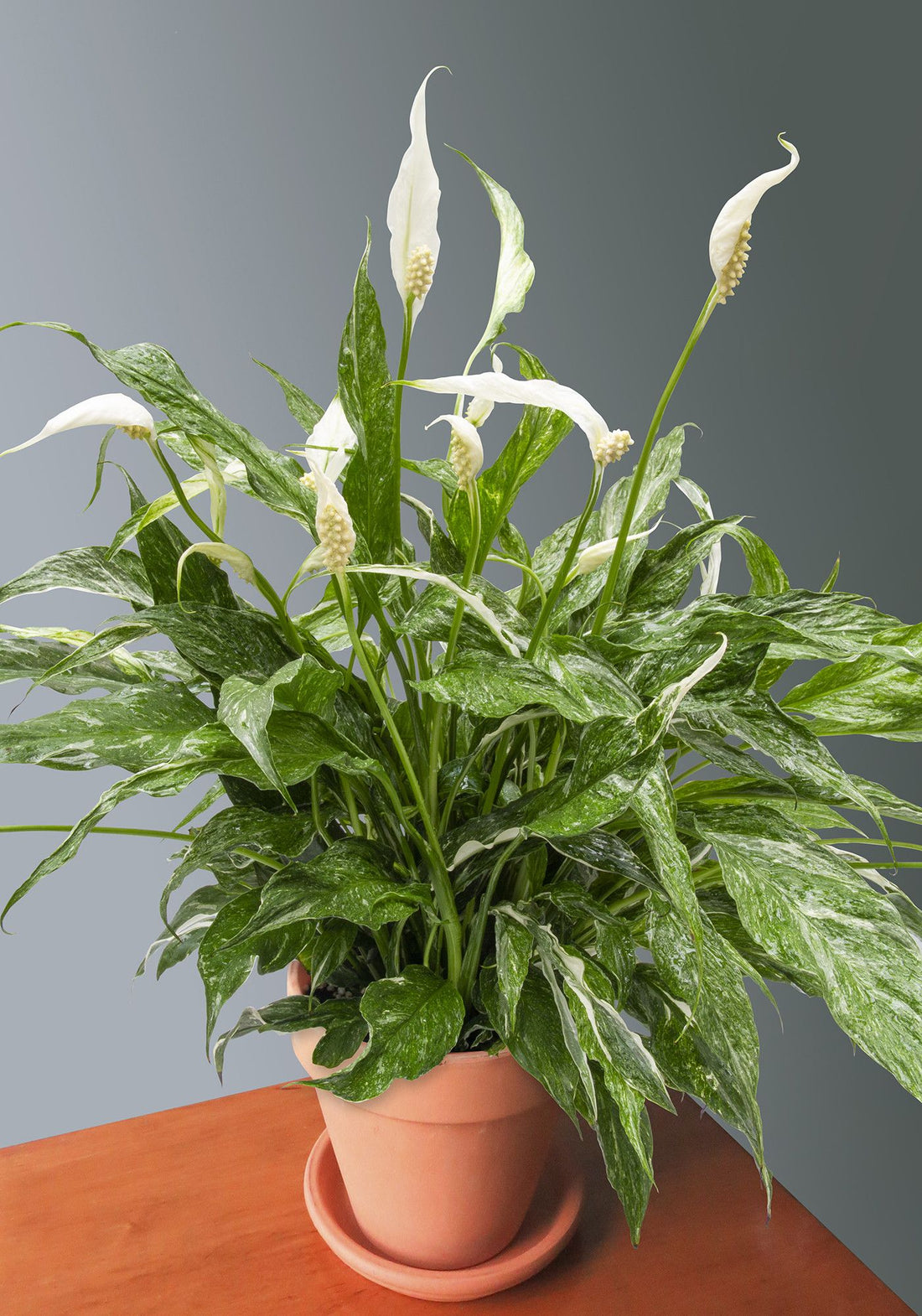 Peace Lily Domino (Spathiphyllum) - Ladybird Nursery