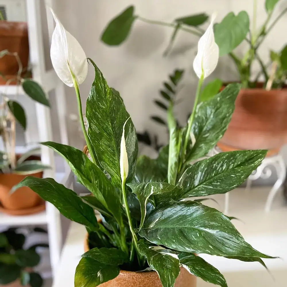 Peace Lily Domino Variegated (Spathiphyllum)