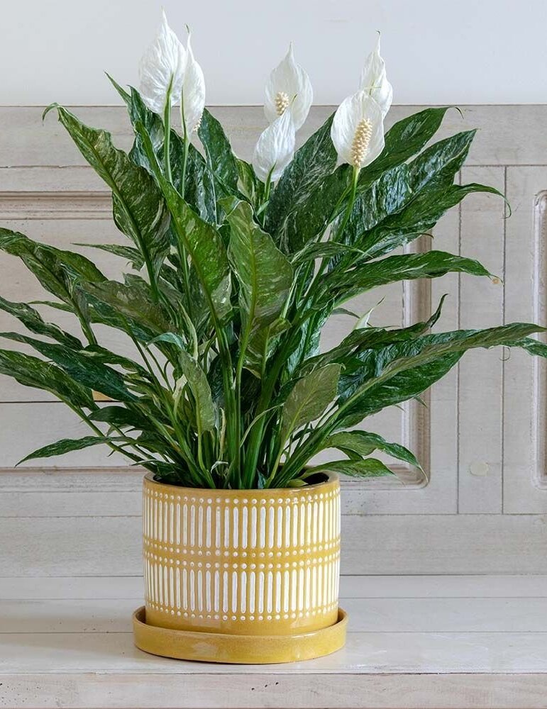 Peace Lily Domino Variegated (Spathiphyllum) - Ladybird Nursery